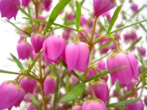 ボロニア苗の通信販売 春にピンク色の花が咲きよい香りがする植物 ロハスプラザ ボロニア苗の通信販売 春にピンク色の花が咲きよい香りがする植物 ロハスプラザ
