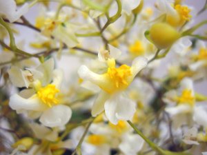 トゥインクルの通信販売 花の香りに癒される庭作りにおすすめの庭木 苗木の販売 ロハスプラザ