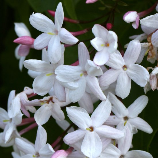 羽衣ジャスミンの通信販売 春に白い花が咲くつる性植物 ロハスプラザ