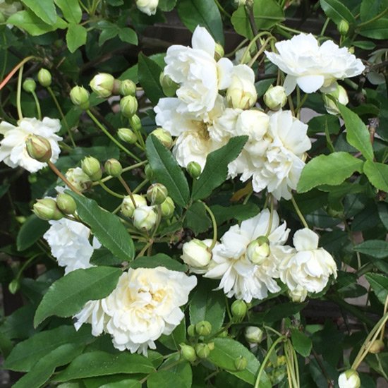 モッコウバラ苗の通信販売 春に花が咲くトゲのないバラ ロハスプラザ