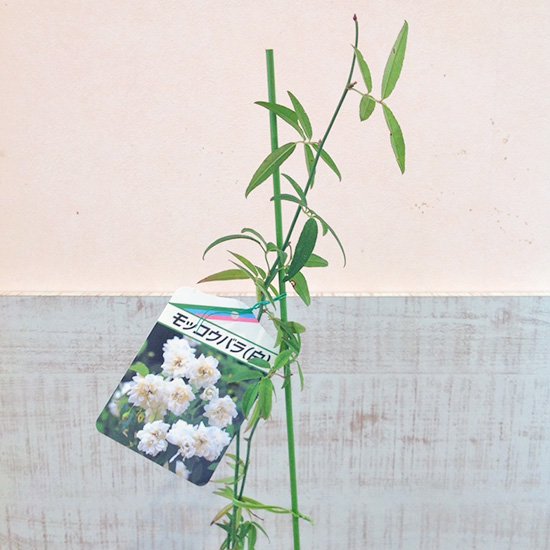 モッコウバラ(白)苗の通信販売 | 春に花が咲くトゲのないバラ | ロハスプラザ