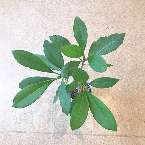 プルメリア苗の通信販売 | ロハスプラザ