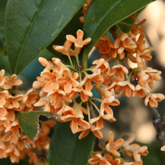 金木犀 キンモクセイ 苗の通信販売 秋に花が咲く植物 ロハスプラザ