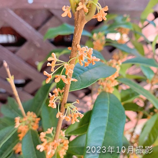 金木犀 (キンモクセイ)6号鉢の通信販売 | 秋に花が咲く植物 | ロハスプラザ