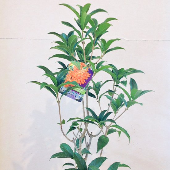 金木犀 (キンモクセイ)6号鉢の通信販売 | 秋に花が咲く植物 | ロハスプラザ