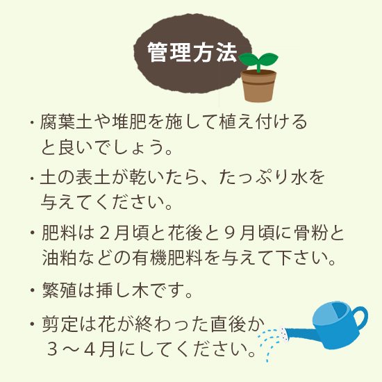 金木犀 (キンモクセイ)6号鉢の通信販売 | 秋に花が咲く植物 | ロハスプラザ