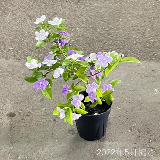 においばんまつり苗の通信販売 | ロハスプラザ