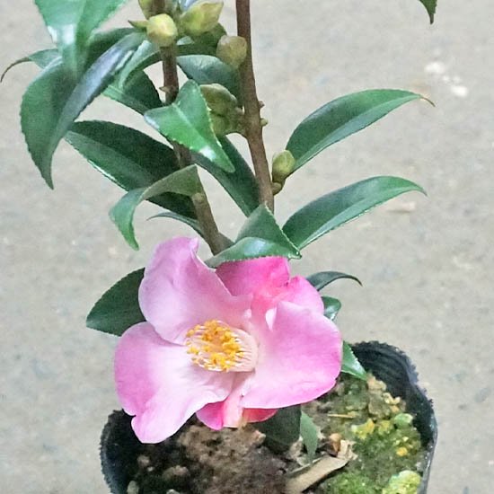 匂い椿 港の曙 みなとのあけぼの の通信販売 よい香りの花が咲く植木を販売 ロハスプラザ