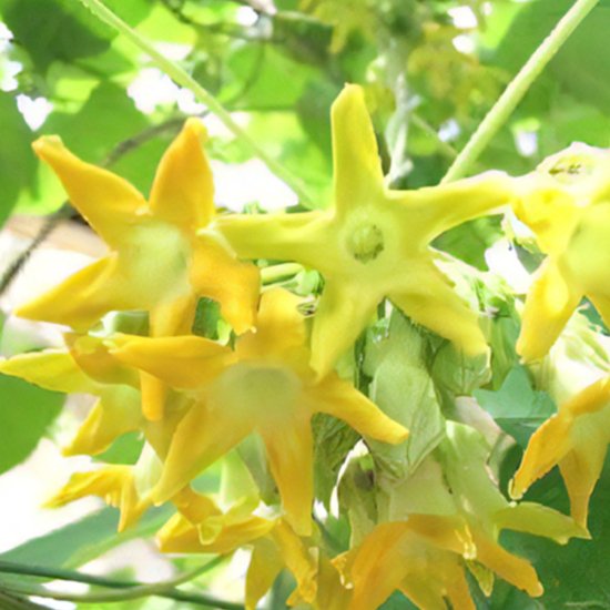 夜来香 イエライシャン 苗の通信販売 夏に黄色い花が咲く植物 ロハスプラザ