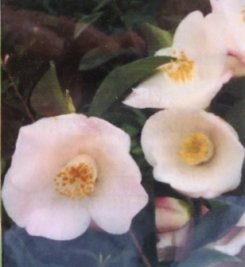 匂い椿 春風 しゅんぷう の通信販売 冬の庭に咲く花 植物 ロハスプラザ