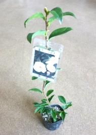 匂い椿 春風 (しゅんぷう)苗の通信販売 | 冬の庭に咲く花・植物