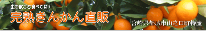 完熟きんかん直販　野上金柑園