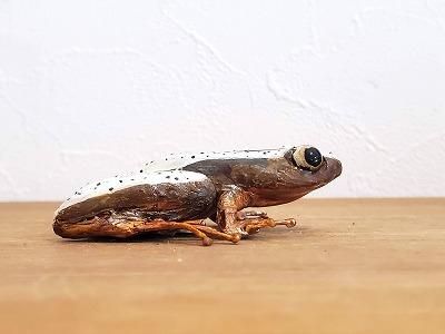 カエル　インドネシア　木製バナナ　特大 カエル様専用 インドネシア 木製バナナ 特大