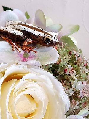 ヒガシオオバナナガエル マグネット