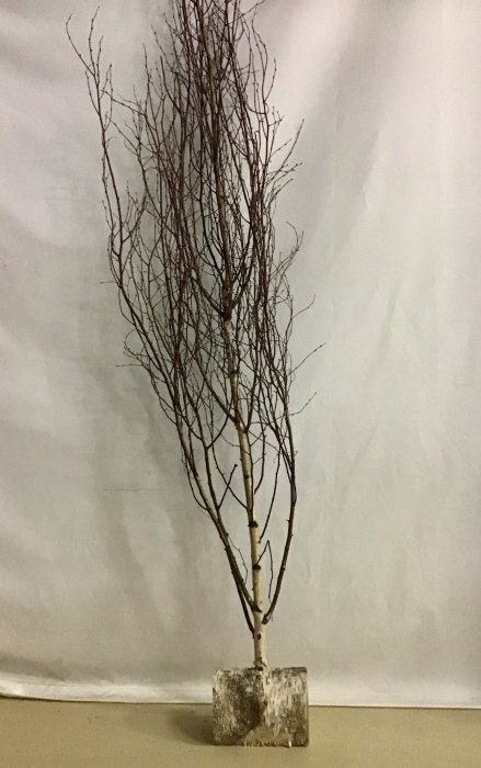 白樺枝丸太インテリアセット 3 - 木のアート ARBO