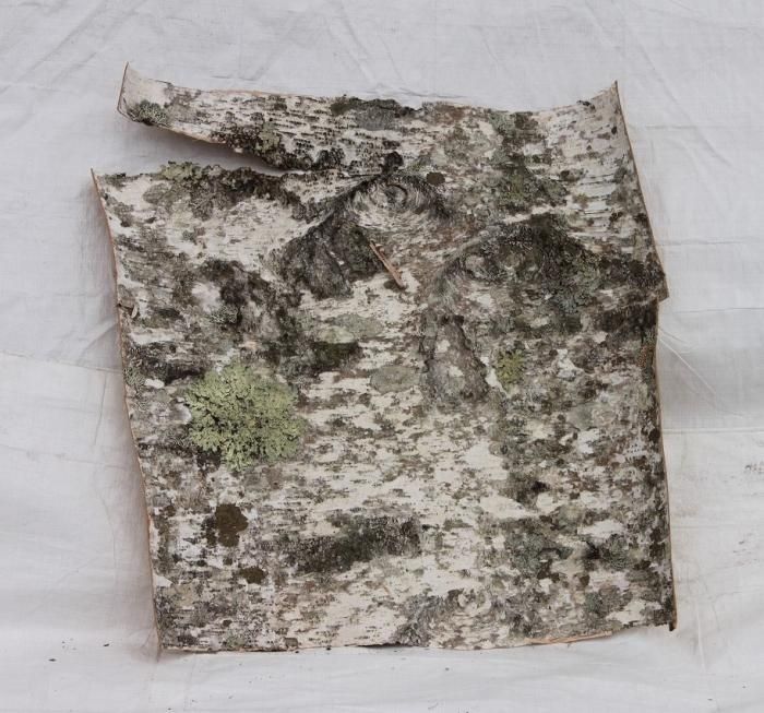 白樺皮C