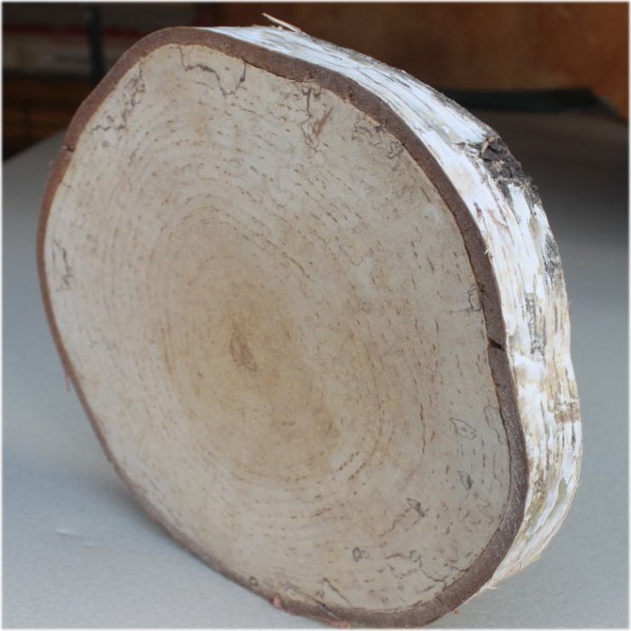 木の年輪板 白樺 樹皮つき LLサイズ（280-350mm）