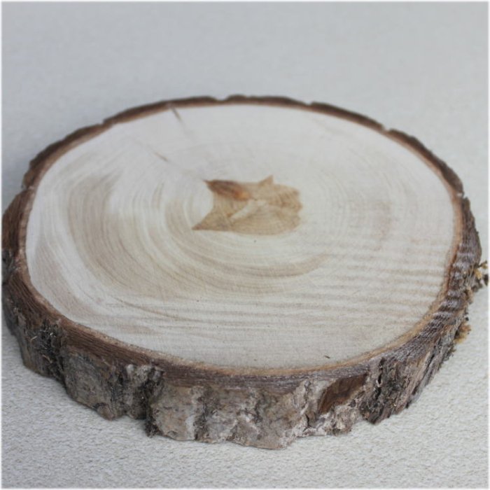 木の年輪板 イチョウ 樹皮つき Sサイズ（150-200mm）