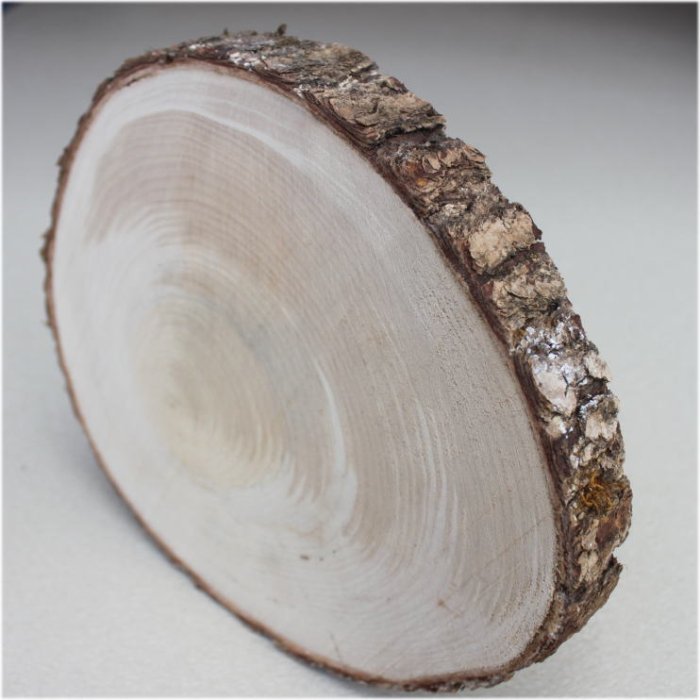木の年輪板 イチョウ 樹皮つき Lサイズ（250-270mm）