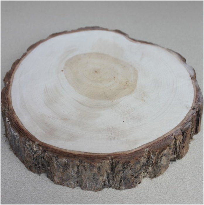 木の年輪板 イチョウ 樹皮つき LLサイズ（280-350mm）