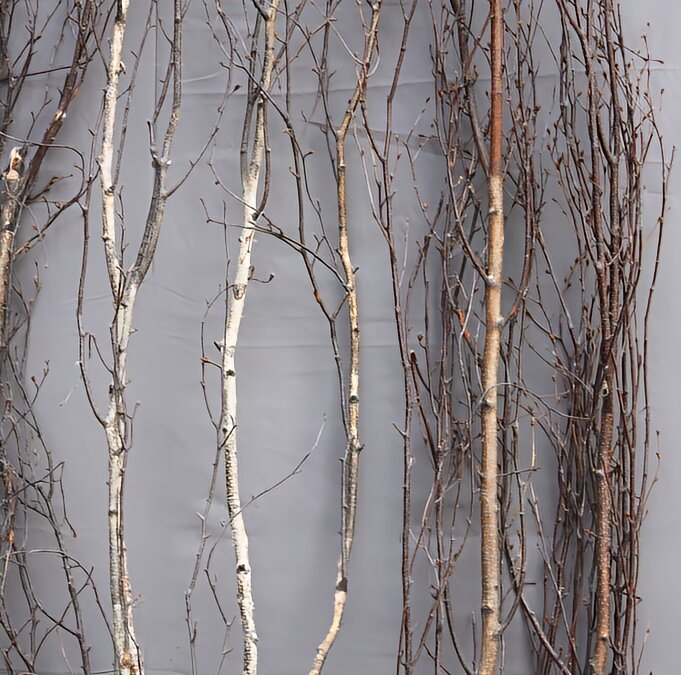白樺枝 3本セット - 木のアート ARBO