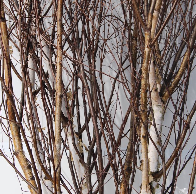 白樺枝 5本セット - 木のアート ARBO