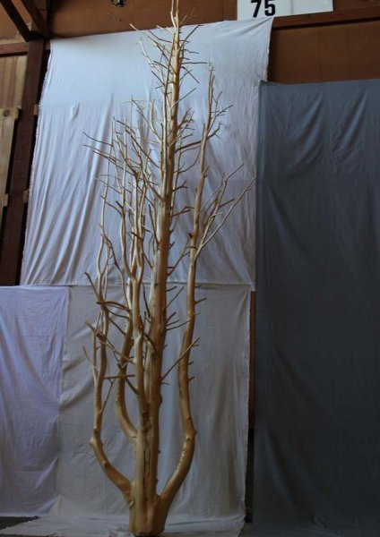 槇のきょうぼく600（大きな枝）Ｈ4000ｍｍ