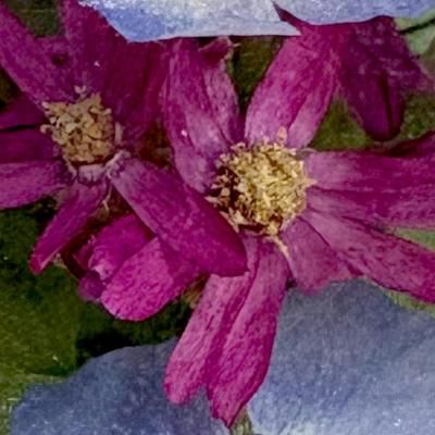 ボトルフラワー ネモフィラ アトリエRyoko 20cm×18cm お花 ドライ かわいいネモフィラのボトルフラワー - ボトルフラワー通販