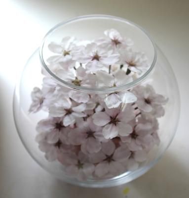 桜(ソメイヨシノ)のボトルフラワー(ボールボトル大 桜(ソメイヨシノ)のボトルフラワー(ボールボトル大