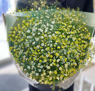 カラーかすみ草 染めかすみ草のグラデーション花束 sサイズ カラーかすみ草 染めかすみ草のグラデーション花束 sサイズ