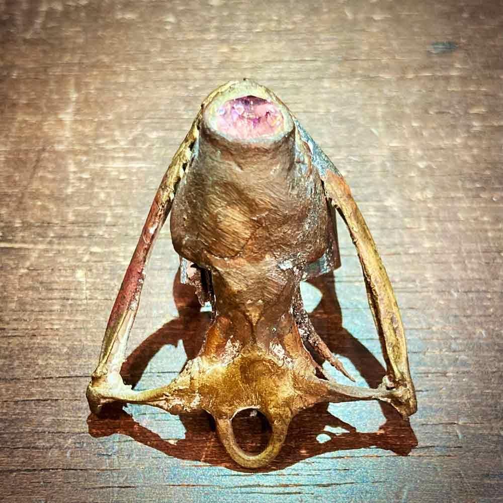 フロッグプロダクツ TOY'S COBRA限定版 フロッグプロダクツ 激