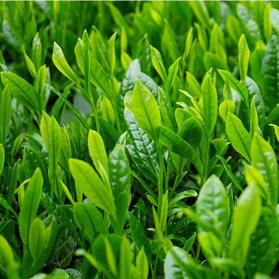 緑鳳 緑茶 2kg