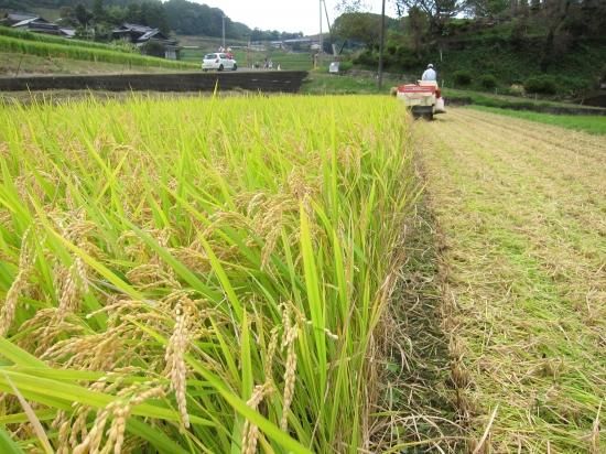 清流と棚田が育む「お茶屋」 原田製茶 オンラインショップ 清流と棚田が育む「お茶屋」 原田製茶 オンラインショップ