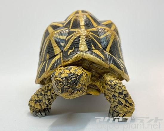 アクアプラント　守亜　玄武　ホシガメ　ハコガメ アクアプラント 守亜 玄武 ホシガメ ハコガメ インドホシガメ - アクア