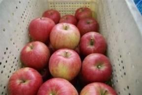 <img class='new_mark_img1' src='https://img.shop-pro.jp/img/new/icons25.gif' style='border:none;display:inline;margin:0px;padding:0px;width:auto;' />ʥΥ  10kg