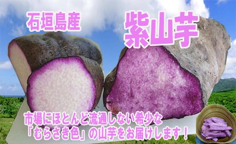 紫山芋