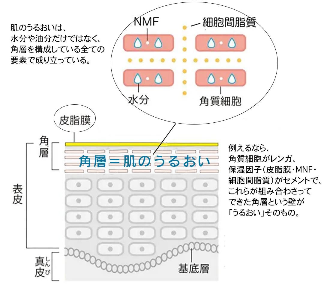 角層を構成している要素のイラスト
