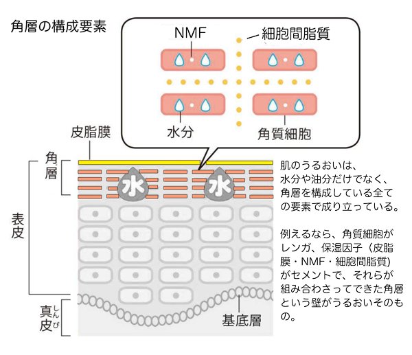 化粧水 化学的構造 ストア