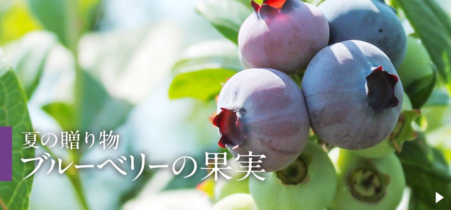 夏の贈り物　ブルーベリーの果実